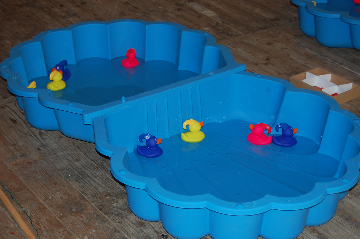 Enten fischen in Muscheln